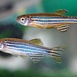 peixe paulistinha zebrafish